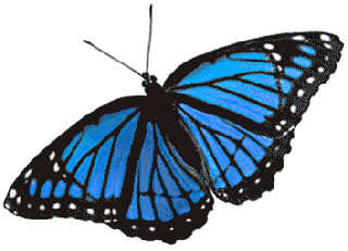 butterflygif